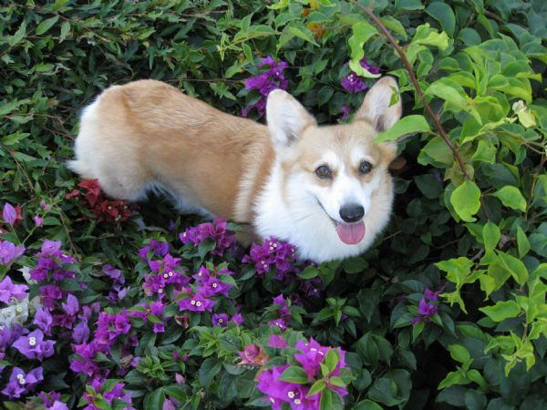 Home of Welsh Corgi Pembrokes